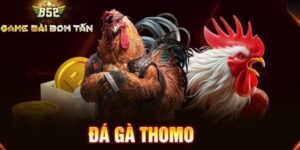 Giới thiệu về đá gà thomo tại cổng game B52